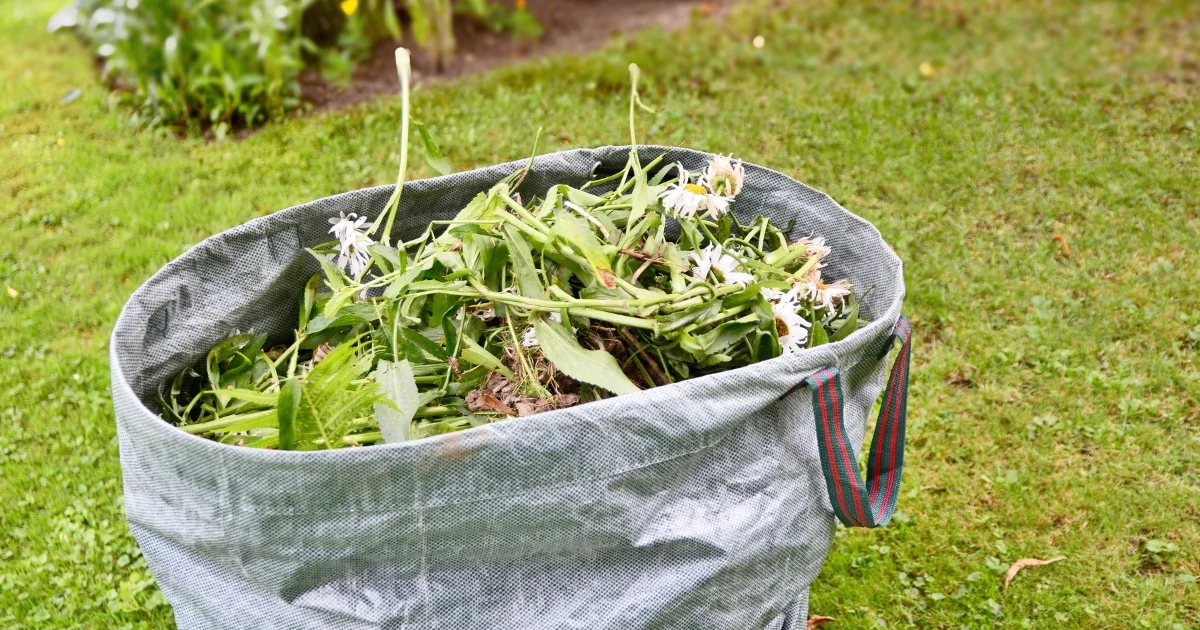 Freshly pulled weeds and grass clippings in a large fabric garden waste bag on green lawn